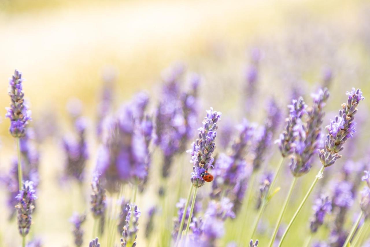 La Valle Della Lavanda - Podere Mezzastrada *
